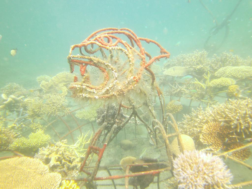 Biorock Homestay & Dive Center Pemuteran Esterno foto