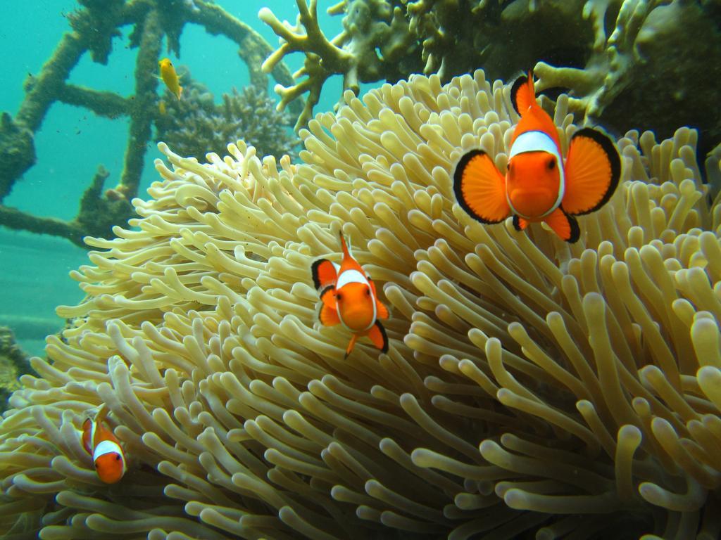 Biorock Homestay & Dive Center Pemuteran Esterno foto