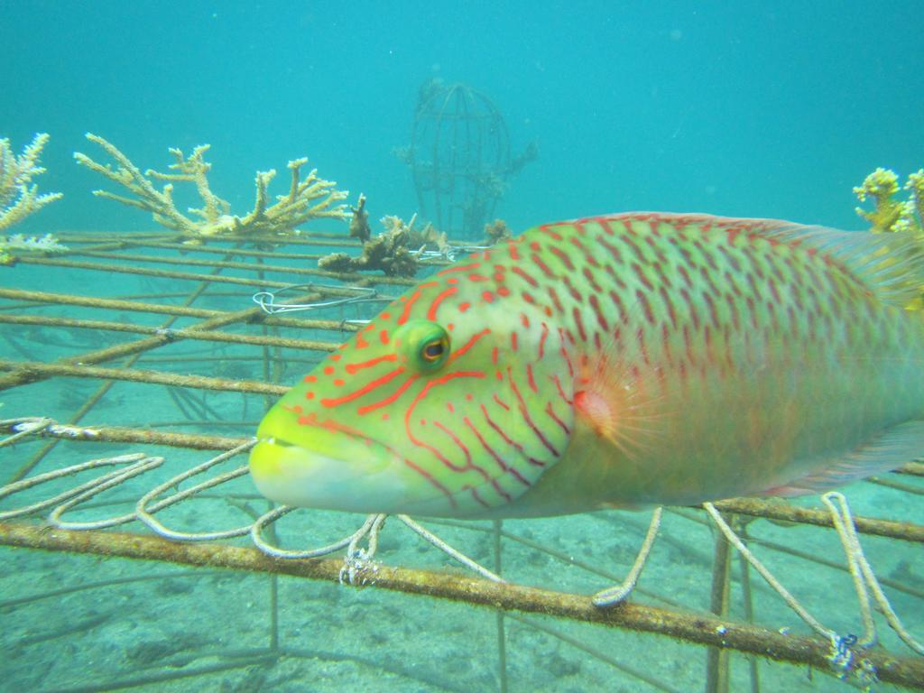 Biorock Homestay & Dive Center Pemuteran Esterno foto