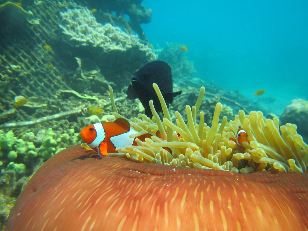 Biorock Homestay & Dive Center Pemuteran Esterno foto