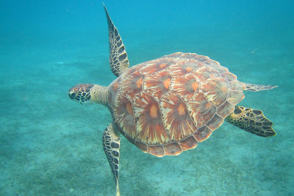 Biorock Homestay & Dive Center Pemuteran Esterno foto