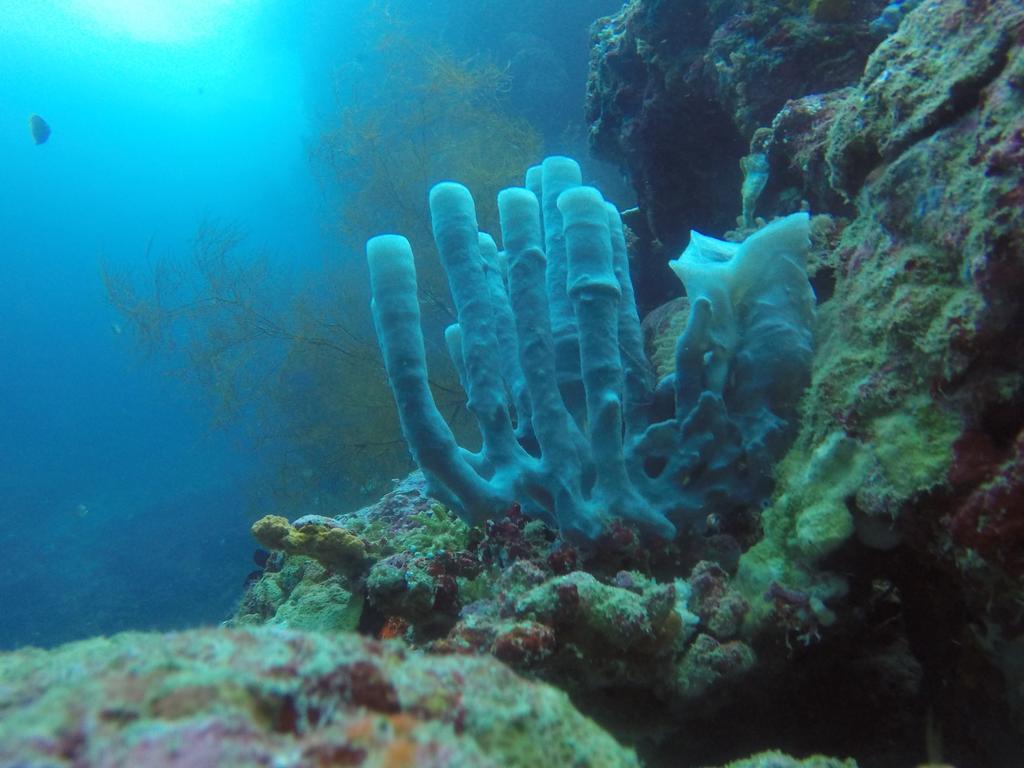 Biorock Homestay & Dive Center Pemuteran Esterno foto