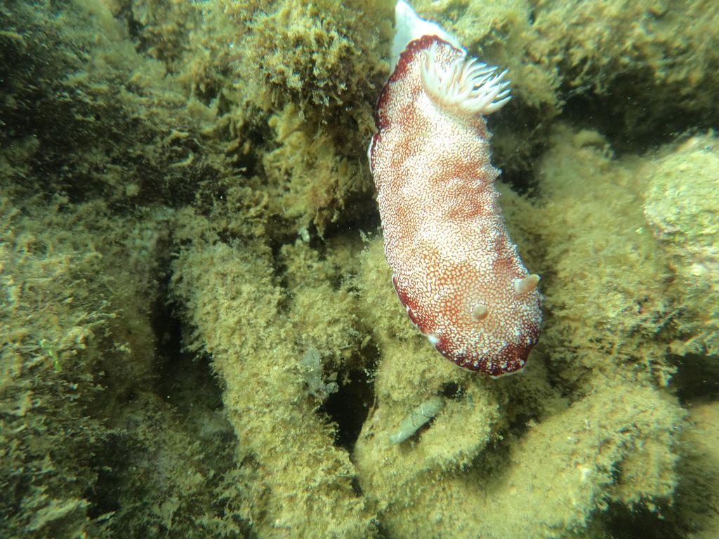 Biorock Homestay & Dive Center Pemuteran Esterno foto